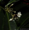 Ardisia crenata Sims